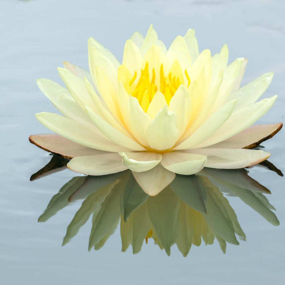 Semillas de Loto Lotus Seeds® - Todo florece cuando tu energía está en armonía… incluso tú