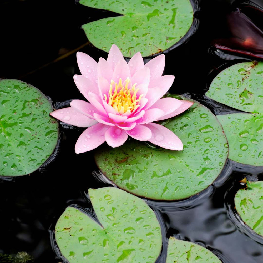 Semillas de Loto Lotus Seeds® - Todo florece cuando tu energía está en armonía… incluso tú