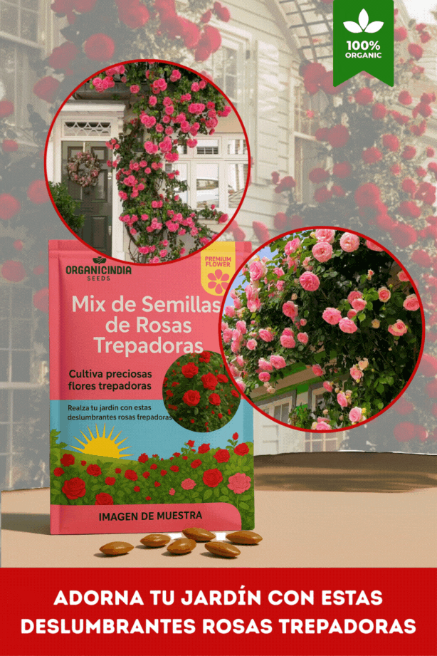 Semillas Mixtas de Rosas Trepadoras X 250 Semillas